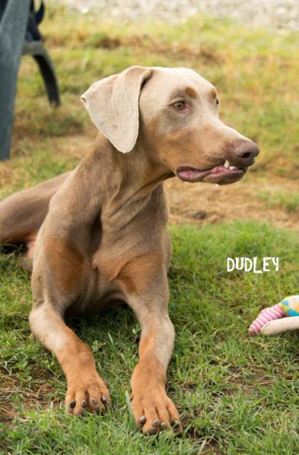 Dudley Profile